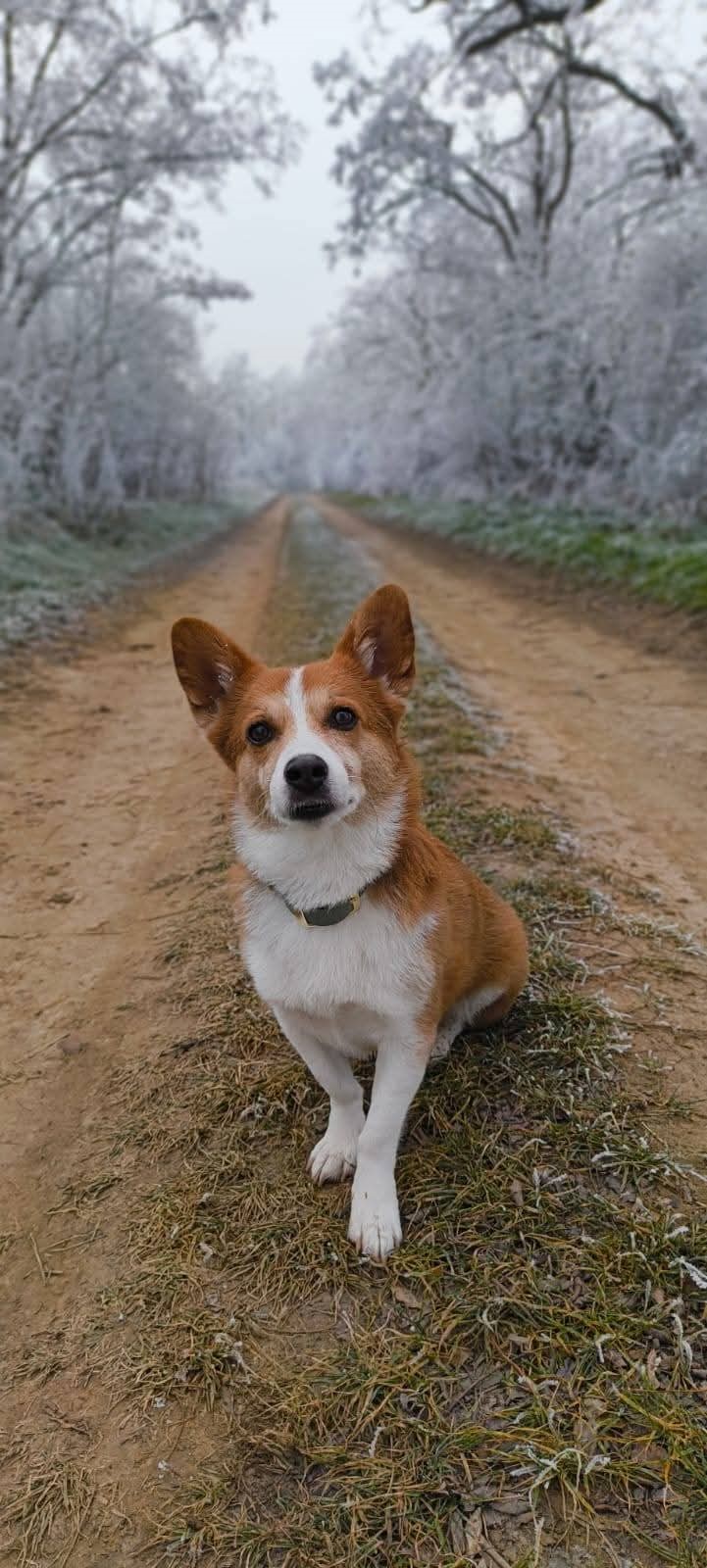 Sid